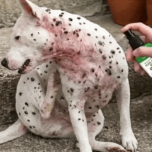 Protejează-ți animalul de căpușe și purici în câteva secunde
