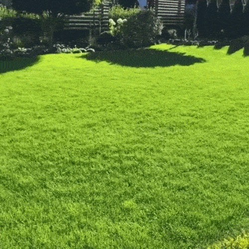 Semințe de Gazon pentru un Verde Intens